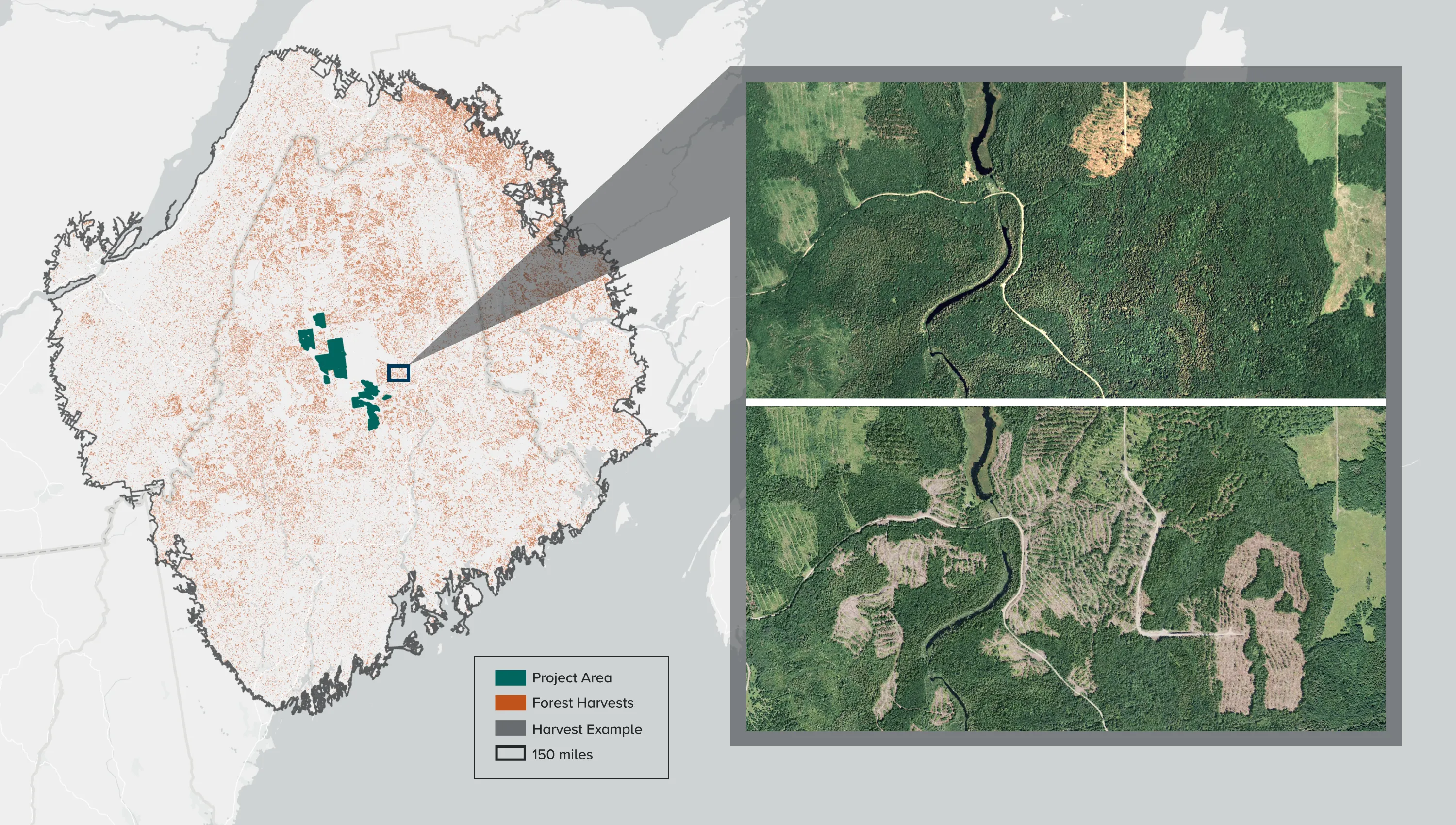 Dynamic Baselines_3_Silviculture